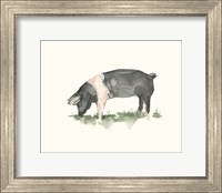 Grazing Farm Animal IV Fine Art Print