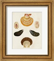 Knorr Shells I Fine Art Print