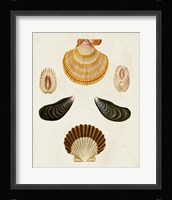 Knorr Shells I Framed Print
