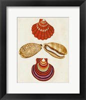 Knorr Shells II Fine Art Print