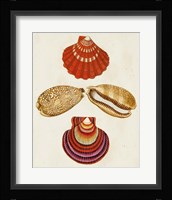 Knorr Shells II Framed Print