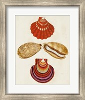 Knorr Shells II Fine Art Print