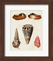 Knorr Shells III Fine Art Print