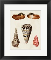 Knorr Shells III Fine Art Print