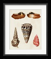 Knorr Shells III Framed Print