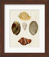 Knorr Shells IV Fine Art Print