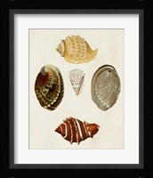 Knorr Shells IV Framed Print