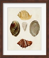 Knorr Shells IV Fine Art Print