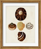 Knorr Shells V Fine Art Print