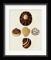 Knorr Shells V Framed Print