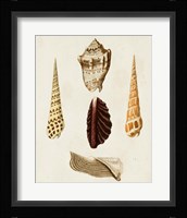 Knorr Shells VI Framed Print