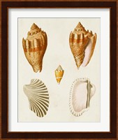 Knorr Shells VII Fine Art Print