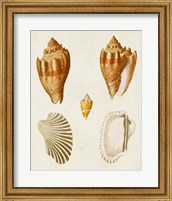 Knorr Shells VII Fine Art Print