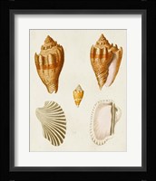 Knorr Shells VII Framed Print