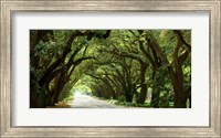 Canopy Road Panorama I Fine Art Print