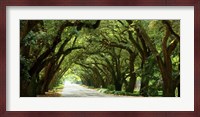 Canopy Road Panorama I Fine Art Print