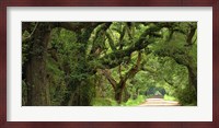 Canopy Road Panorama V Fine Art Print