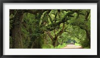 Canopy Road Panorama V Fine Art Print