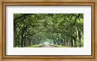 Canopy Road Panorama VI Fine Art Print