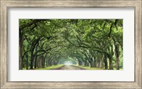 Canopy Road Panorama VI Fine Art Print