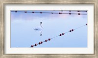 Swan and Ropes Fine Art Print