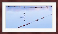 Swan and Ropes Fine Art Print