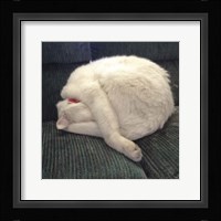 Cat Yoga I Fine Art Print