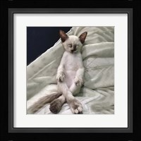 Cat Yoga II Fine Art Print