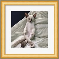 Cat Yoga II Fine Art Print