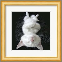 Cat Yoga III Fine Art Print