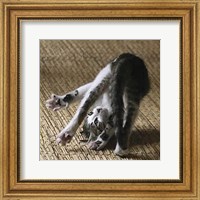 Cat Yoga IV Fine Art Print