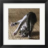 Cat Yoga IV Fine Art Print