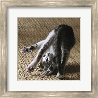 Cat Yoga IV Fine Art Print