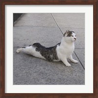 Cat Yoga VI Fine Art Print