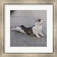 Cat Yoga VI Fine Art Print