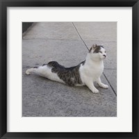 Cat Yoga VI Fine Art Print