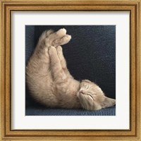 Cat Yoga VII Fine Art Print