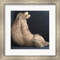 Cat Yoga VII Fine Art Print