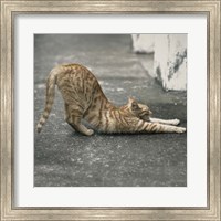 Cat Yoga VIII Fine Art Print