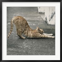 Cat Yoga VIII Fine Art Print