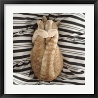 Cat Yoga IX Fine Art Print
