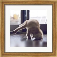 Cat Yoga X Fine Art Print