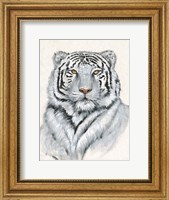 White Tiger I Fine Art Print