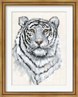 White Tiger II Fine Art Print
