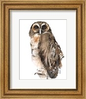 Watercolor Owl I Fine Art Print