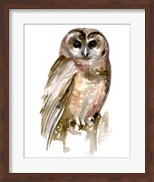 Watercolor Owl II Fine Art Print
