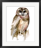 Watercolor Owl II Framed Print