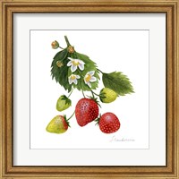 Strawberry Study I Fine Art Print