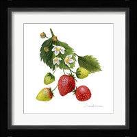 Strawberry Study I Framed Print