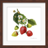 Strawberry Study I Fine Art Print